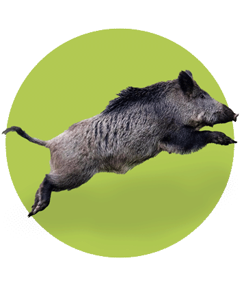 گراز وحشی دیاکو سایت ایلام